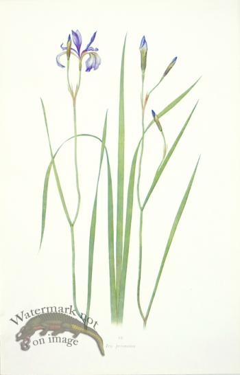 Dykes Iris 06